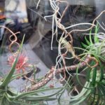 transparent glass plant panel with organic structure