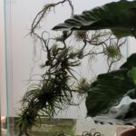 transparent glass plant panel with organic structure