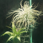 transparent glass plant panel with organic structure