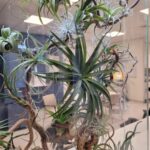 glass botanical panel with preserved plants composition