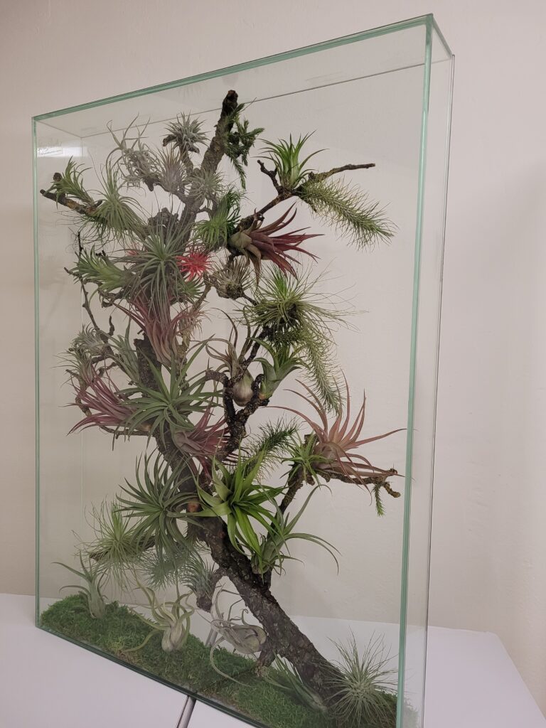 compact glass botanical panel with preserved plants