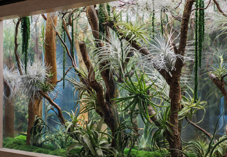 close up of preserved plants inside glass panel system
